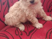 Maltipoo bebeler