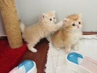 British Longhair golden