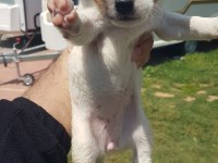 Show Kalite Fırlama Jack Russell Terrier Yavruları