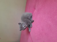 2 aylik erkek dişi british shorthair
