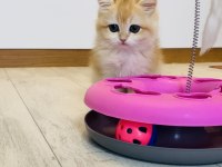 Safkan Ny12 British shorthair
