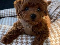 Kore Kan Poodle Yavrularımız Sizlerle
