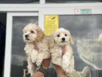 Wc eğitimli en güzel mini boy maltipoo yavrular