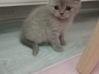 2 aylık british shorthair