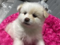 Pomeranian spitz köpeğimiz