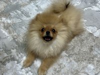 Ayı suratlı 5.5 aylık pomeranian