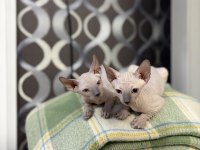Yeni Doğmuş 1.5 Aylık Sphynx