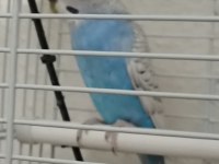 Eşe Uygun Satılık Dişi Ve Erkek Muhabbet Kuşu