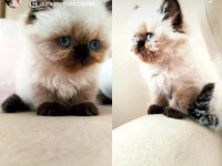 5 aylık himalayan prensesimize ömürlük yuva arıyoruz