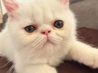 EXOTIC SHORTHAIR ERKEK 