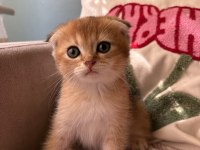 Golden scottish fold yavrular