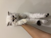 Şans patisi olan yakışıklı british longhair
