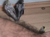 Bebek yavru sultan papağanları