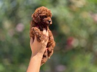 Micro teacup korea poodle