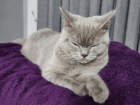 British shorthair lilac renk
