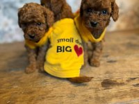 3 Aylık Aşıları tam Toy Poodle