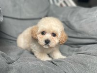 Dünyalar Tatlısı Erkek F1 Maltipoo