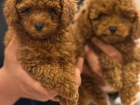 Birbirinden Güzel Toy Poodle Yavrularımız