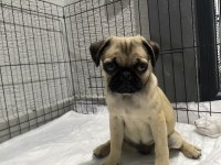 Dişi Pug Mops Yavru