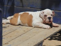 ŞİŞKO BULLDOG ÇOCUK