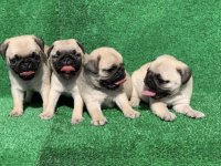 Pug yavrusu