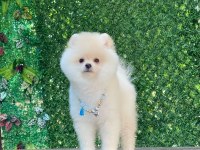 Pomeranian boo yavrular