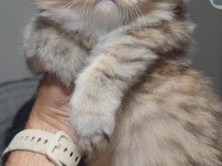 Scottish fold kedisi