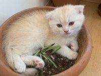 Scottish fold erkek yavru