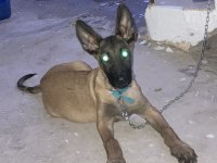 3 Aylık Erkek Belçika Kurdu Safkan Kırıkkale