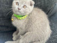 Scottish Fold Lilac Yavrumuza Yuva Arıyoruz