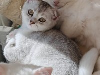 3 Aylık Silver Scottish Fold Dişi Yavru