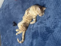 Köpekler tarafından yenilecekken kurtardığım sarman kumrum