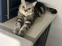 Ücretsiz Sahiplendirme 15 Aylık British Shorthair