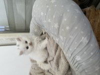 BRİTİSH LONGHAİR KEDİLER