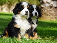 Birinci Sınıf Bernese Yavruları