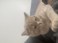 Ücretsiz sahiplendirme british shorthair