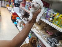 Maltese terrier köpeği
