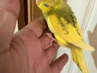 28 Günlük Kusursuz Bebek Muhabbet Kuşu