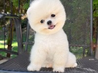 En güzelini isteyenlere pomeranian kardeşler