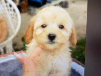 YAVRU GOLDEN RETRİEVER KÖPEĞİ