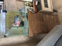 5 yaşlarında 10 cm ya da daha fazla büyüklükte flowerhorn