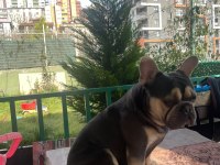 Benim adım Taysın french bulldog