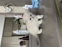 Scottish fold shorthair 45 günlük beyaz