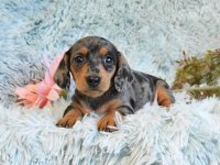 ÖZEL IRK MİNYATĞR DACHSHUND BEBEKLERİMİZ GARANTİLİ