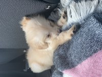 3 Aylık Dişi Golden Retriever