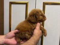 Toy poodle kore