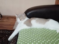 Safkan anne baba aynı cins dişi 8 aylık kedimiz