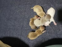 5 yavru şivava 4 erkek 1 dişi