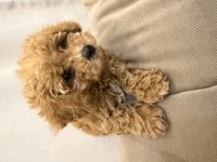 Ped eğitimli yavru poodle acil yuva arıyoruz