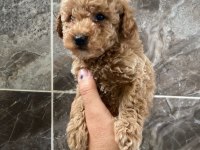 Poodle sevgililer gününe özel kampanya